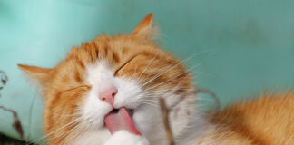 Jak dbać o sierść kota