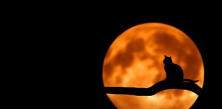 Czy domowy alkomat jest wiarygodny?