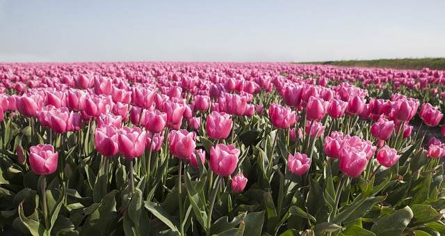 Jaka moc żarówek do ogrodu? Jaka moc żarówek do ogrodu?