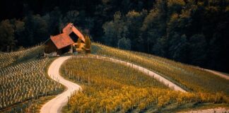 Co to jest winnica Lidla?