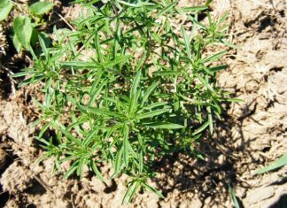 Co to jest HC w spalinach?