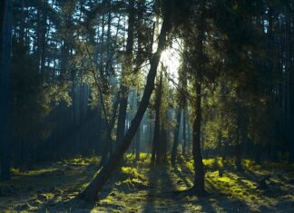 Jak zwiększyć prześwit w samochodzie? Jak zwiększyć prześwit w samochodzie?