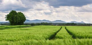 Jaki rozstaw śrub ma Seat Altea?