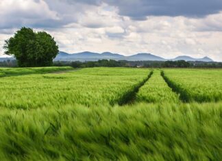 Jaki rozstaw śrub ma Seat Altea?