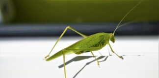 Ile zakrywa ościeżnica regulowana?