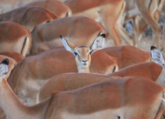 Jak brzmi uszkodzony wahacz?