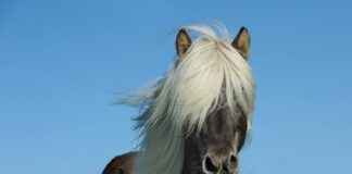 Ile ma koni Mercedes AMG?