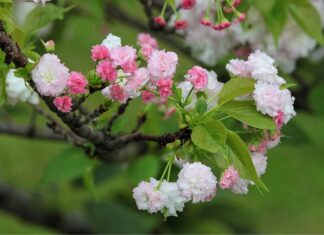 Jaka jest żywotność alternatora? Jaka jest żywotność alternatora?