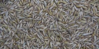 Kto produkuje samochody seat?