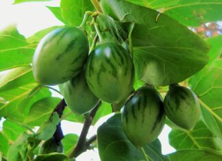 Jak zrobić podłużny otwór w drewnie?