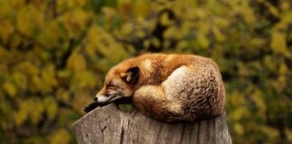 Jakie światło do spania?