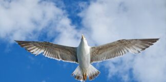 Gdzie jest produkowany VW Amarok?