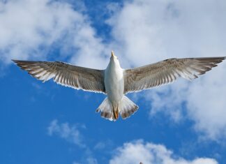 Gdzie jest produkowany VW Amarok? Gdzie jest produkowany VW Amarok?