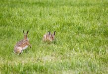 Jak długo palić lampę UV w akwarium?
