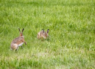 Jak wybrać lampę solarną? Jak wybrać lampę solarną?
