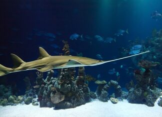 Dlaczego piła spalinowa gaśnie po odpaleniu?